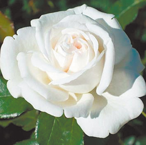 Необычный цветок, посвященный ученому, представляет собой чайно-гибридную розу белого цвета