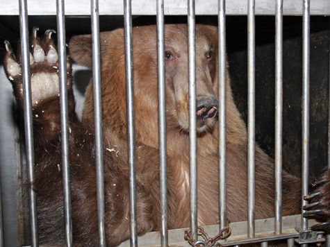 Лишиться свободы на год может хозяйка медведя, напавшего на девочку в пансионате «Вербилки» Талдомского района Подмосковья в августе этого года