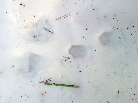 Следы редкого для Москвы зайца-беляка обнаружили на днях экологи в Химкинском лесопарке в ходе традиционного зимнего учета зверей