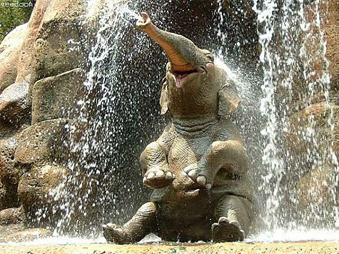 Настоящий водопад появился в вольере у слонов в Московском зоопарке