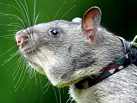 Усы-вибриссы способствовали эволюции млекопитающих, определив их превосходство над рептилиями.