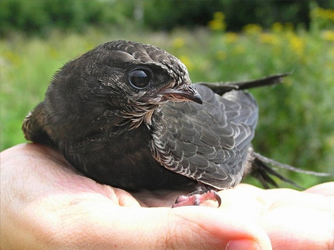 Москвичам раздадут инструкции по спасению стрижей
