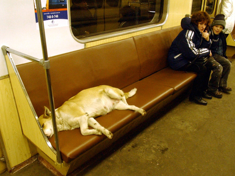 Этолог Андрей Неуронов: «Не будите спящую собаку!»