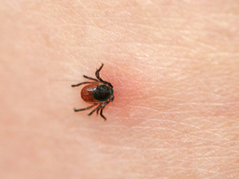 Эпидемиологи бьют тревогу: в Подмосковье резко увеличилась активность клещей