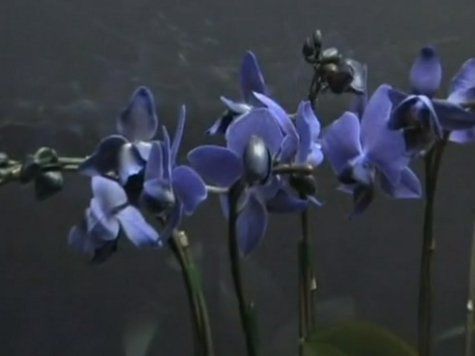 Спустя десятилетия различных экспериментов азиатские ученые смогли вывести голубые орхидеи рода Фаленопсис