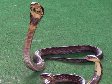 Все шансы стать одним из самых популярных новогодних подарков есть у… живых змей