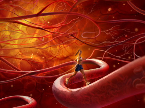 Новые кровеносные сосуды были созданы с помощью эмбриональных стволовых клеток