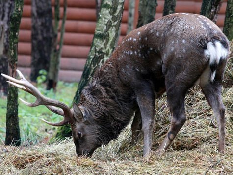Северные олени будут жить этой зимой в Нескучном саду в центре Москвы