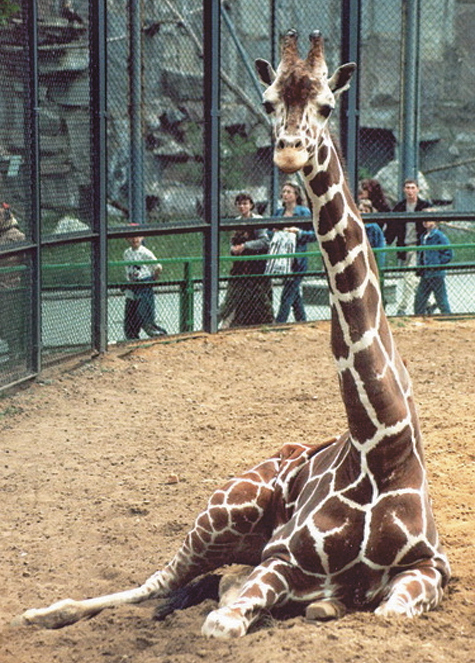 Жираф Самсон в Московском зоопарке ждет не дождется, когда его выпустят в уличный вольер