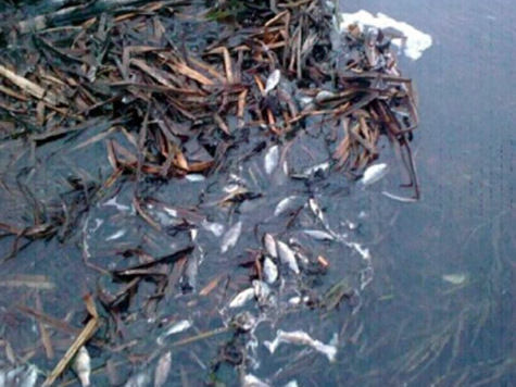 Зафиксирован еще один факт гибели рыбы в Чувашии