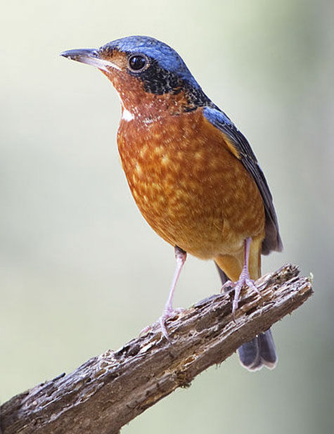 Уфимский одинадцатиклассник разработал программу, которая позволяет определить трели разных птиц