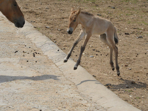 Приятный сюрприз оставил Московскому зоопарку самец лошади Пржевальского после своего отъезда в Чехию