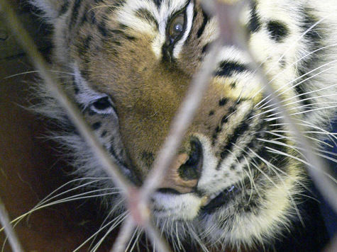 Жилищные перемены произошли у некоторых животных в Московском зоопарке
