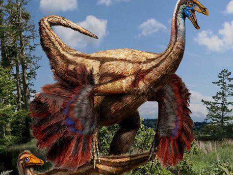 Найдены доказательства, что у  молодняка и взрослых особей было оперение, но только у взрослых найдены структуры, похожие на крылья