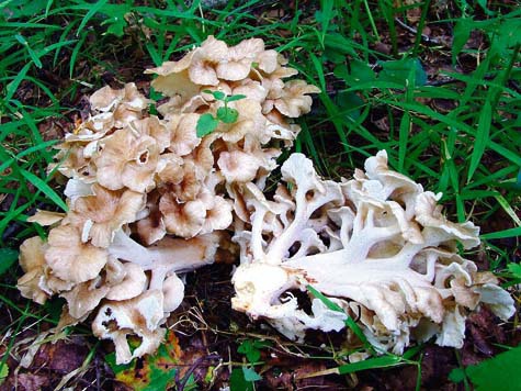 В Новосибирске ходят слухи, что где-то в области появился редкий гриб-баран