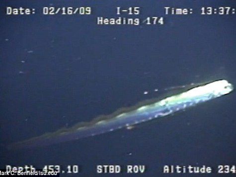 Ученые сняли на видео гигантского "морского змея" из Книги Гиннесса в естественной среде обитания

