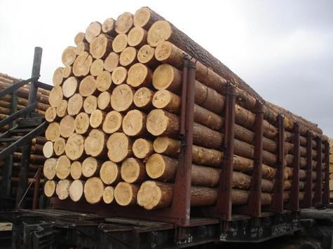 Пока Карелия наращивает экспорт «круглого» леса, в соседней Финляндии ищут древесине новое применение