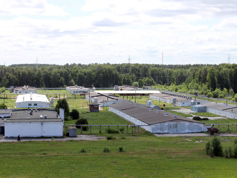 «Птицефабрика Среднеуральская» давно уже входит в двадцатку крупнейших птицефабрик России