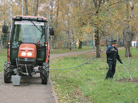 На этой неделе начинается компенсационная высадка деревьев в черте города Чехова