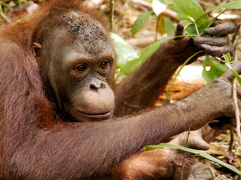 Обезьяны общаются почти что шарадами, утверждают ученые. Орангутаны (орангутанги) разыгрывают в своем поведении такие смысловые значения, на которые, как думали раньше, способен только  человек.