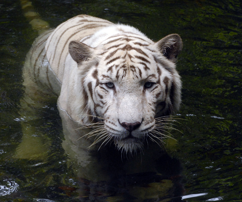 Едва не выпустил на свободу белых тигров разбушевавшийся посетитель Московского зоопарка