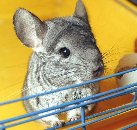 Выяснилось, что лучше всего на детей влияют именно шиншиллы