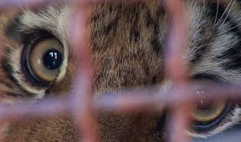 Хабаровские охотоведы подтвердили: Путину тигрицу подложили из зоопарка