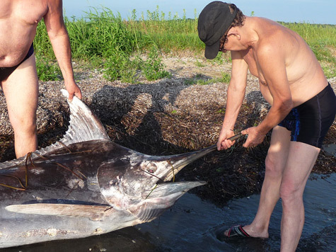 На берегу Амурского залива рыбаки нашли трехметрового марлина