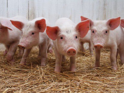 Африканская чума и ВТО теснят свиней с подворий 
