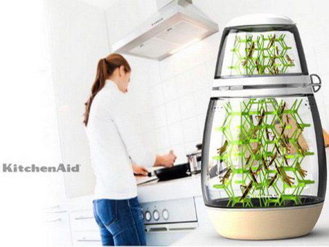 Возможное будущее нашего мира - диета из жуков