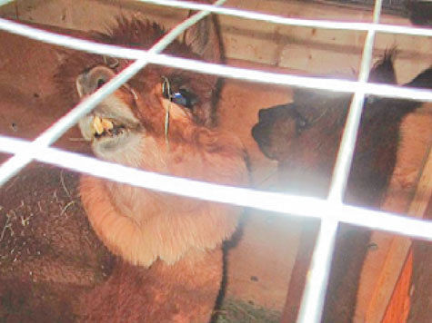 Пять альпак из американского штата Нью-Джерси были задержаны на днях во время прохождения пункта ветеринарного контроля в аэропорту «Шереметьево»