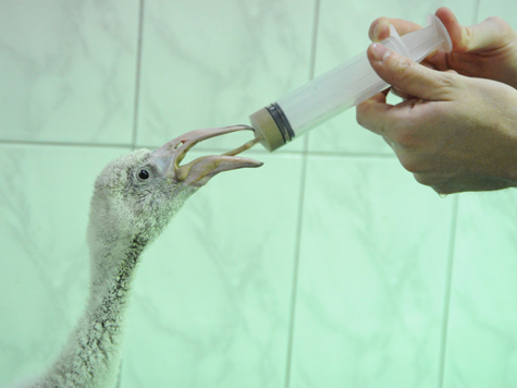 Стать приемными родителями для птенца фламинго пришлось орнитологам из Московского зоопарка