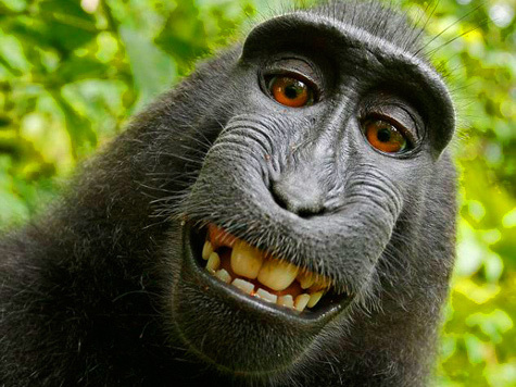 В индонезийском национальном парке обезьяна отобрала у путешественника фотоаппарат