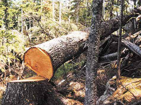 Смотрящий за минусинскими лесами категорически отрицает причастность к взяточничеству