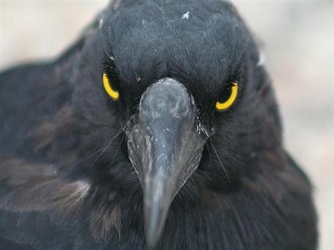 По мнению ученых, вороны узнают человеческие голоса и крики птиц других видов