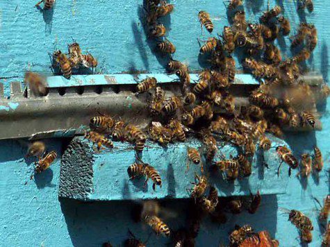 Мировой голод может наступить из-за гибели пчел