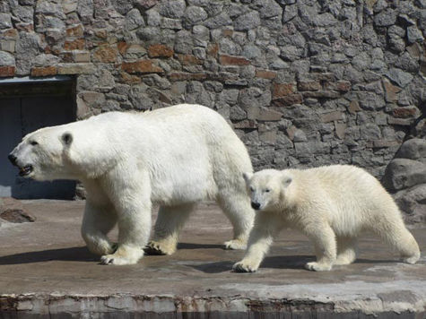 Белый медвежонок, родившийся в Ленинградском зоопарке, отправляется в новый дом