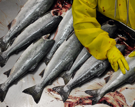 Россельхознадзор обвинили в монополизации рыбного рынка