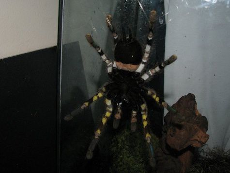 Новую разновидность пауков нашли на севере Шри Ланки