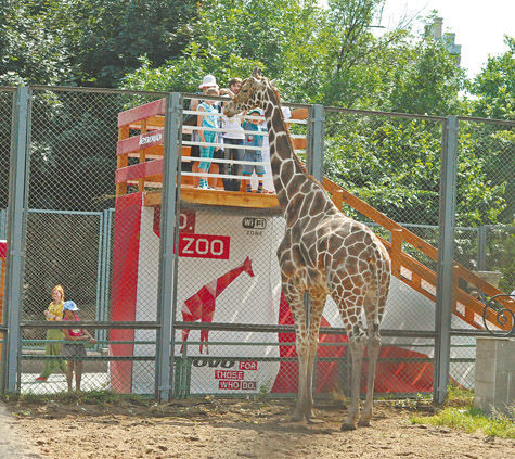 Заглянуть в глаза любимцу Московского зоопарка жирафу Самсону может теперь любой желающий