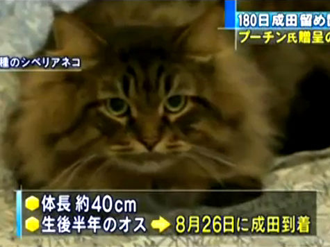 Губернатор префектуры Акита придумал имя путинскому коту

