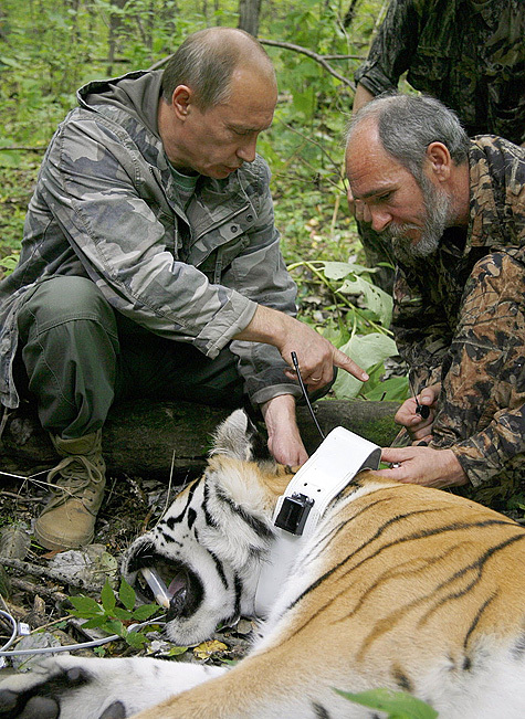 Тигров в Петербурге защитили согласно заветам Ганди