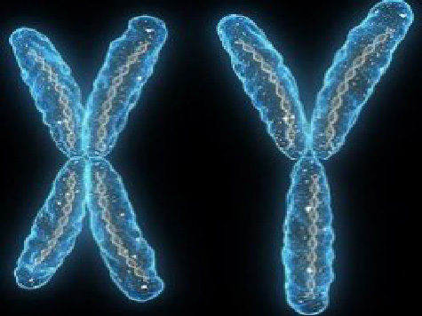 Ученые решили пойти дальше, заменив ген Sry другими тремя Y-генами, тогда способность мышей к воспроизведению потомства увеличилась