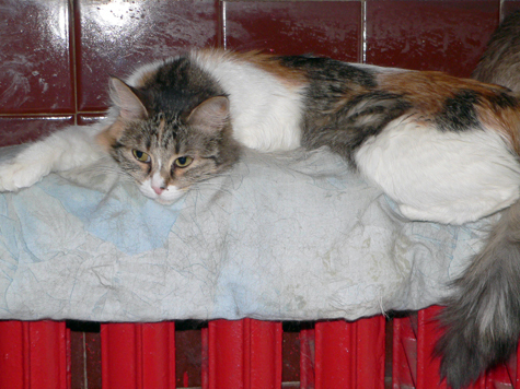 Из-за короткого бабьего лета в этом году отопительный сезон в Москве может начаться раньше обычного