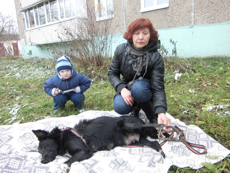 В Подмосковье некому заниматься проблемами бездомных собак, попавших в беду 