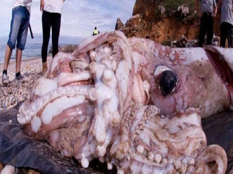 Огромный девятиметровый кальмар был обнаружен на одном из испанских пляжей