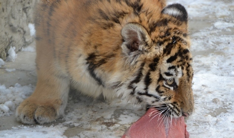 В Ставропольском зоопарке поселилась юная тигрица