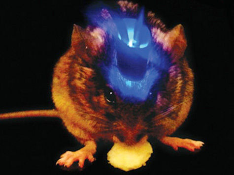 Облучение определенного участка мозга мыши лазером лишало грызуна аппетита