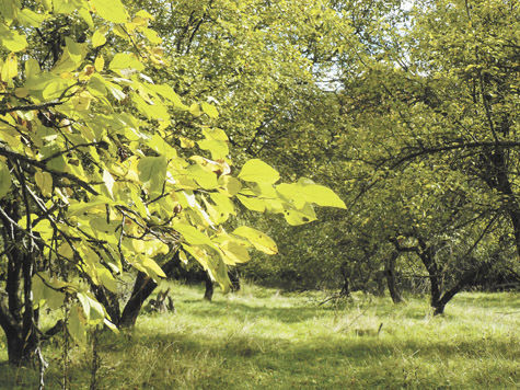 Спасти яблоневый сад пытаются жители Ступинского района