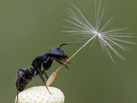Чему петербуржцы могут поучиться у муравьев